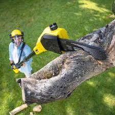 Best Lawn Renovation and Restoration  in Hanover, IN