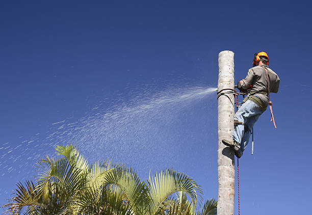 Reliable Hanover, IN Tree Services Solutions