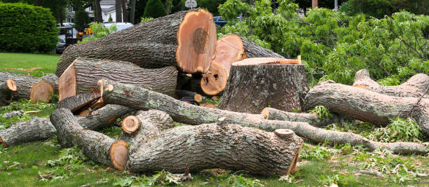 Best Tree Trimming and Pruning  in Hanover, IN