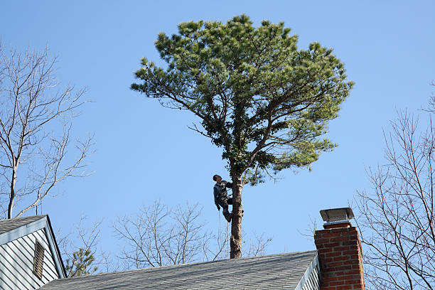 Best Utility Line Clearance  in Hanover, IN